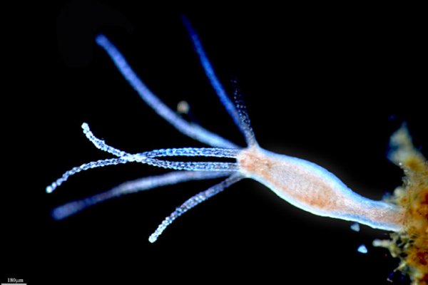 Kraken сайт kraken clear com