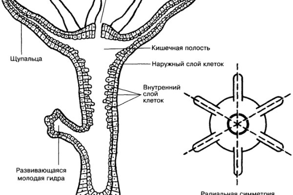 Ссылка на кракен даркнет
