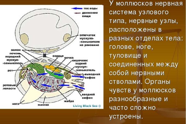 Кракен krakens13 at